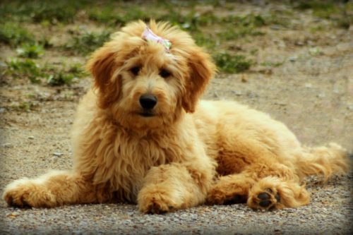 Cute Golden Doodle Dog Puppy -1326688